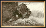 Wild Turkey