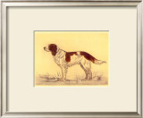 Hunting Dogs, Spaniel