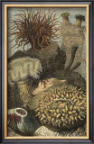 Under the Sea II