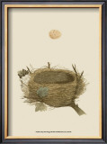 Buy Antique Nest and Egg II at AllPosters.com