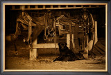 Buy Saddles Bits and Pup at AllPosters.com