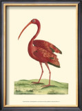 Buy Red Ibis at AllPosters.com