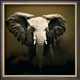 Buy On Safari at AllPosters.com