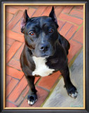 Blueberry Pit Bull