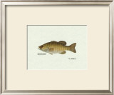 Buy Smallmouth Bass Fish at AllPosters.com