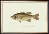 Buy Large-Mouthed Black Bass at AllPosters.com