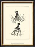 Sepia Octopus