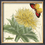 Buy Star Thistle at AllPosters.com
