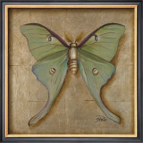 Luna Moth