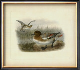 Buy Redcrested Pochard at AllPosters.com