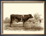Buy Bovine IV at AllPosters.com