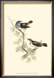 Blue-Throated Warbler
