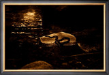 Buy Sun Rock Snake at AllPosters.com