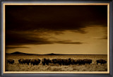 Buy Buffalo Day Dream at AllPosters.com