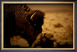 Buy New Dawn Buffalo at AllPosters.com