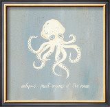 Imperial Octopus