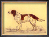 Hunting Dogs, Spaniel
