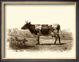 Buy Bovine II at AllPosters.com