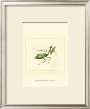 Green Mantis