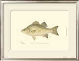 Buy White Bass at AllPosters.com