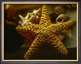 Buy Starfish I at AllPosters.com