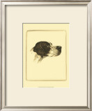 Danchin Pointer