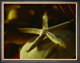 Buy Starfish III at AllPosters.com