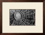 Spider Web Sparkle