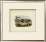 Buy Redcrested Pochard at AllPosters.com