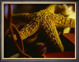 Buy Starfish IV at AllPosters.com