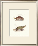 Buy Antique Turtles II at AllPosters.com