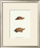 Buy Antique Turtles I at AllPosters.com