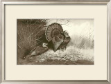 Wild Turkey