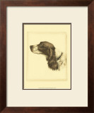 Danchin Cocker Spaniel