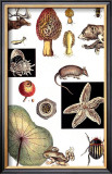 Buy Nature's Curio II at AllPosters.com