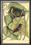 Buy Baltimore Bird and Catalpah at AllPosters.com