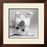 Buy Cali at AllPosters.com
