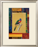 Australian Parrot