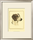 Danchin Brittany Spaniel