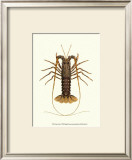 Antique Lobster IV