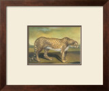 Buy Cheetah at AllPosters.com