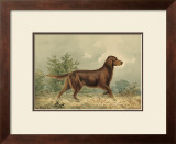 Irish Setter I