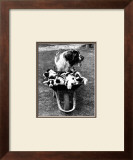 Tich and Pups Getting Around