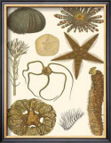 Underwater Oddities I