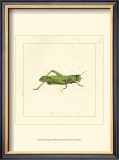 Green Hopper