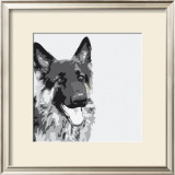Shepherd