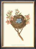 Antique Bird's Nest I