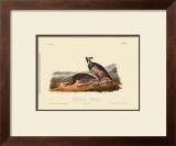 California Partridge