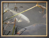 Buy White Coy I at AllPosters.com