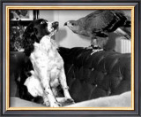 Jagger and His Friend Bow
